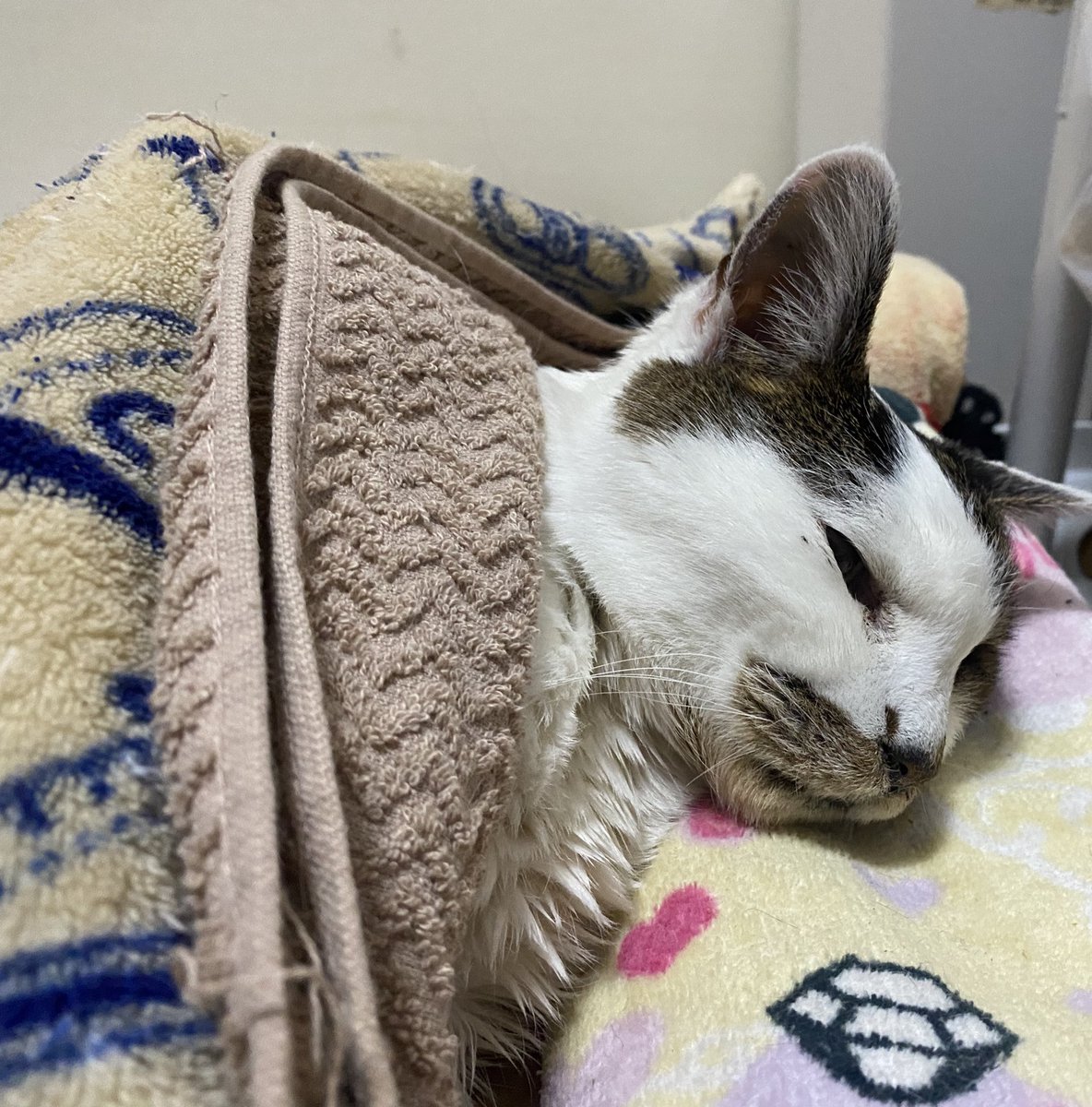 ぽんた師匠 tweet media