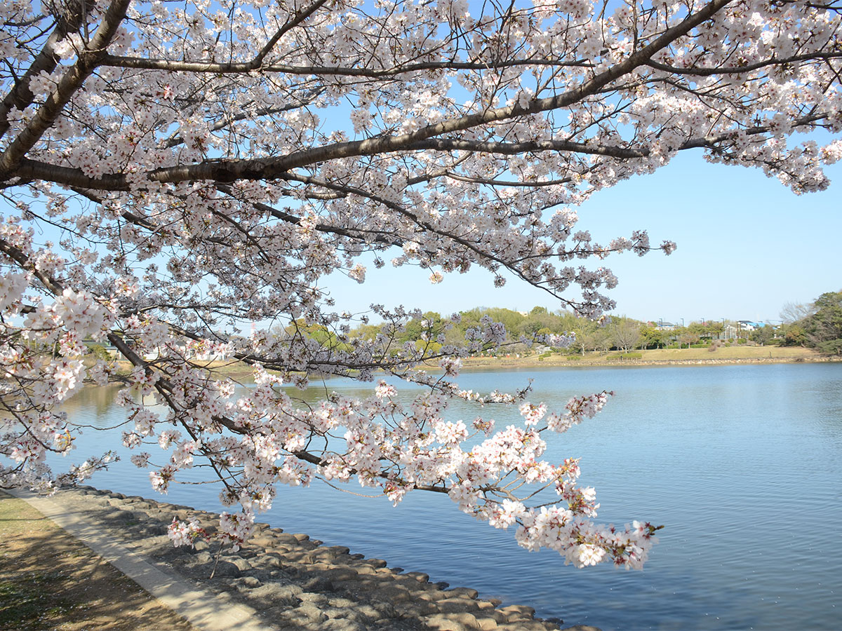 AichiNow_en's tweet image. One of #KariyaCity’s top spots for #FlowerViewing invites you to Suhara Park, where you can see #CherryBlossoms surrounding a big pond🌸🚣‍♂️ aichinow.pref.aichi.jp/en/spots/detai… Enjoy the natural surroundings as spring comes into full swing🌳🕊️ #AichiNow