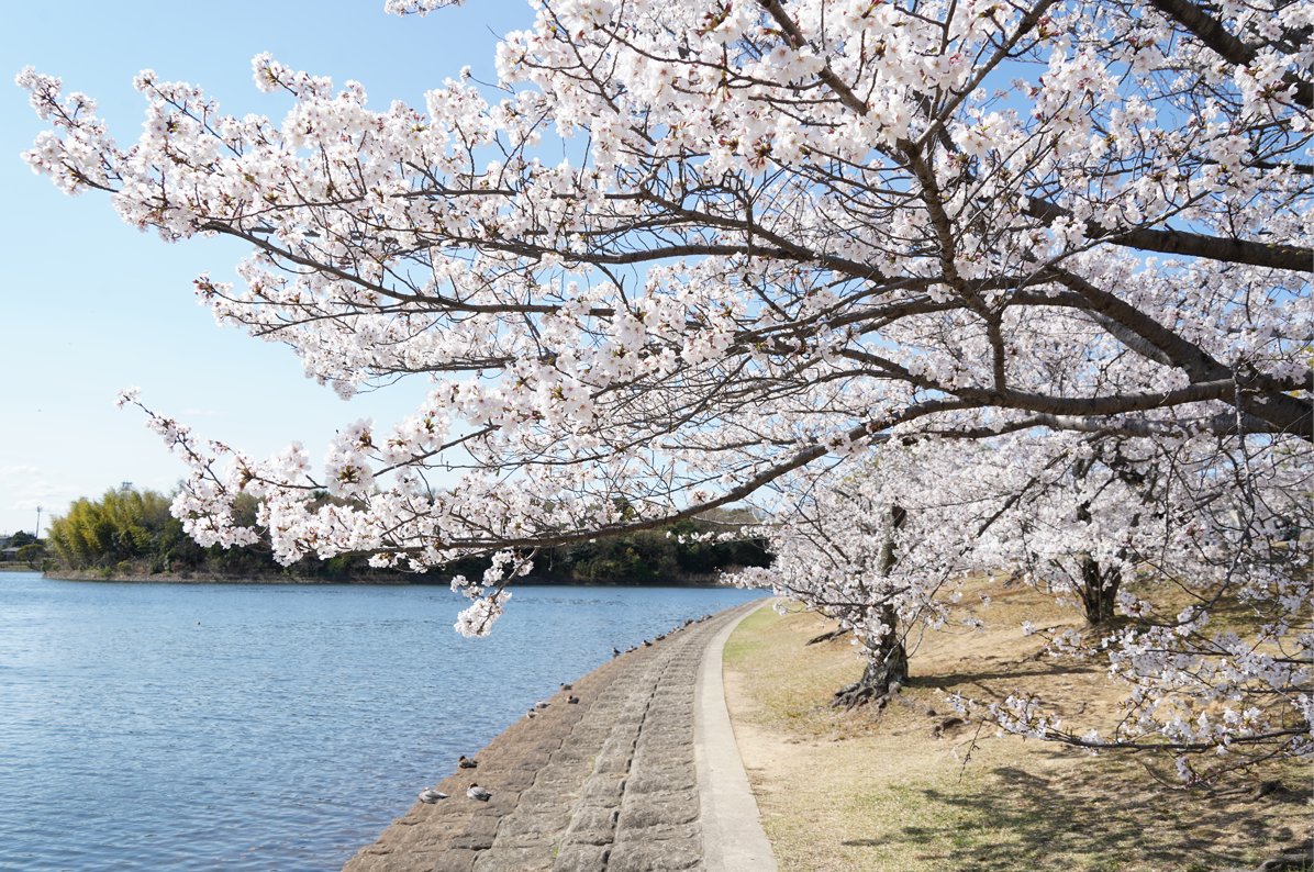 AichiNow_en's tweet image. One of #KariyaCity’s top spots for #FlowerViewing invites you to Suhara Park, where you can see #CherryBlossoms surrounding a big pond🌸🚣‍♂️ aichinow.pref.aichi.jp/en/spots/detai… Enjoy the natural surroundings as spring comes into full swing🌳🕊️ #AichiNow