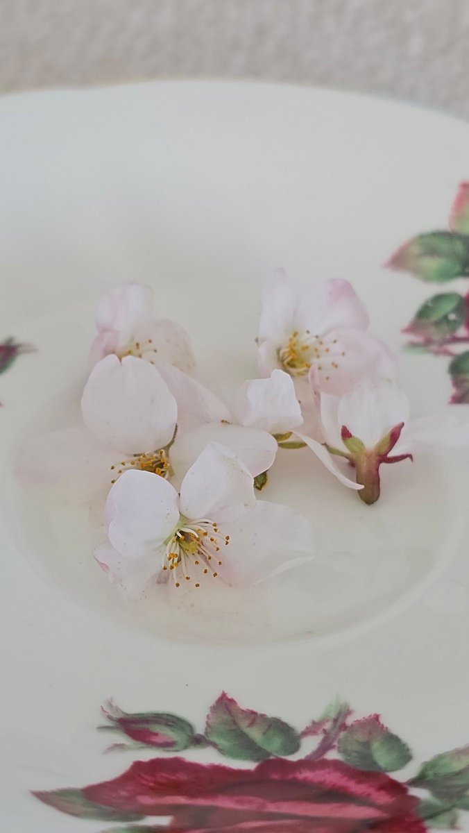 Yurie Hoyoyon 🇨🇦声優 tweet media