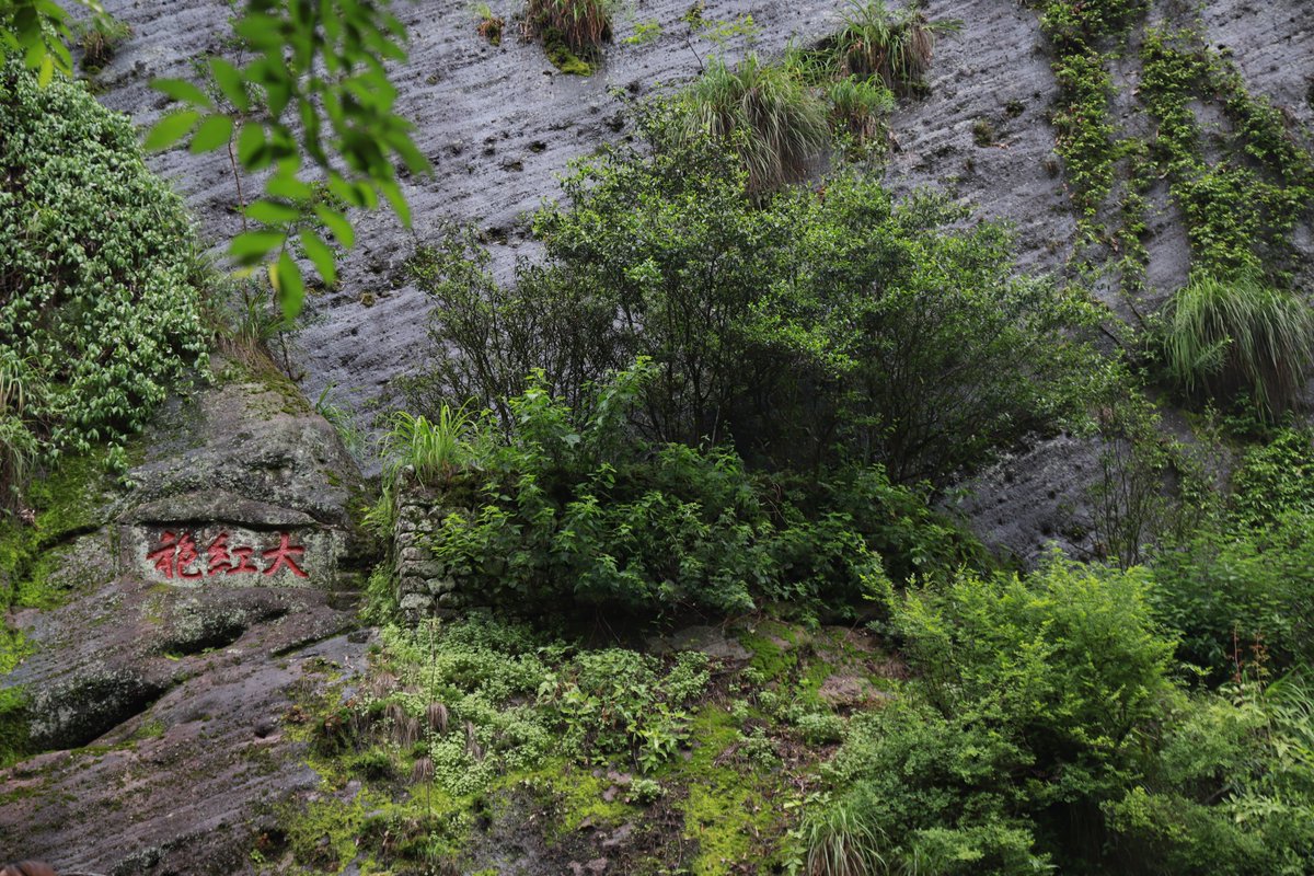 lapsangstore tweet media