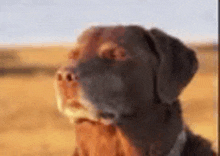 Pneumatic tweet media