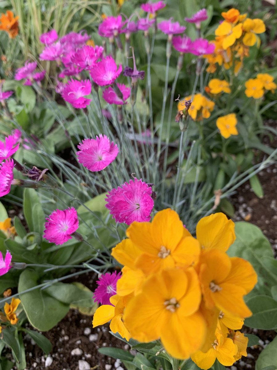 BobMoriartyABQ's tweet image. It was a blooming good day
#ABQ #NM #garden