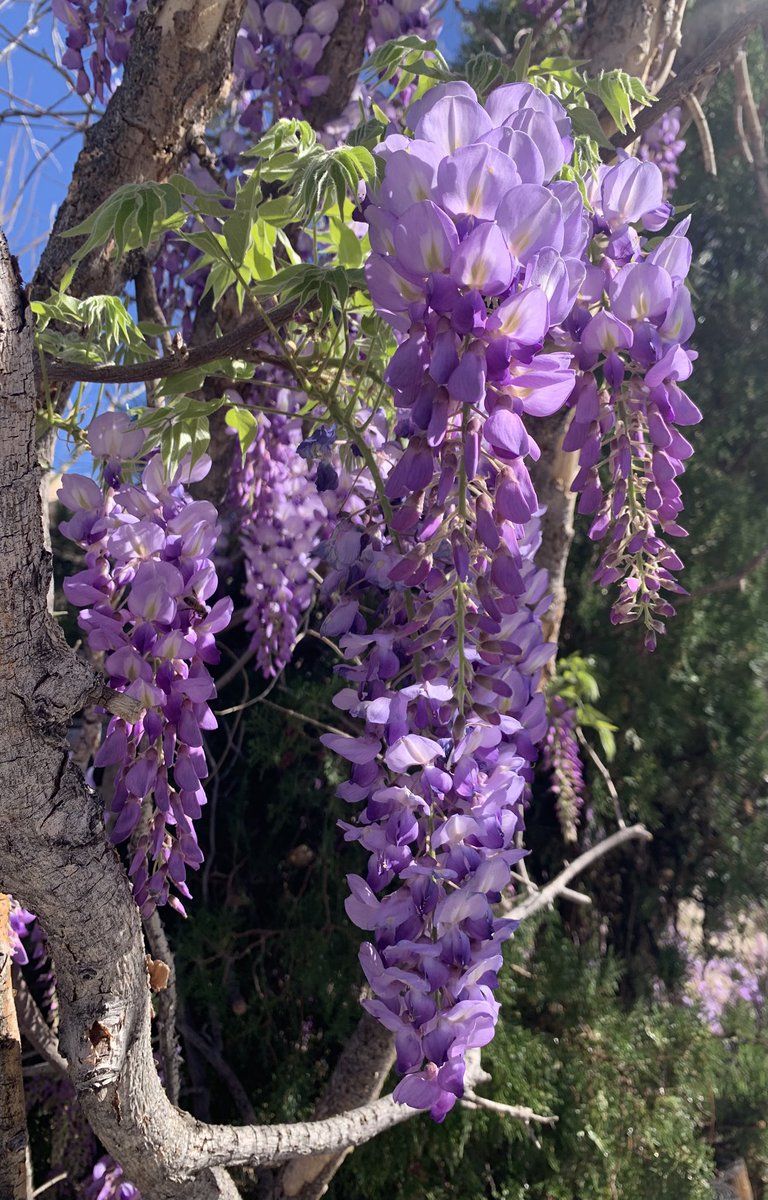 BobMoriartyABQ's tweet image. It was a blooming good day
#ABQ #NM #garden