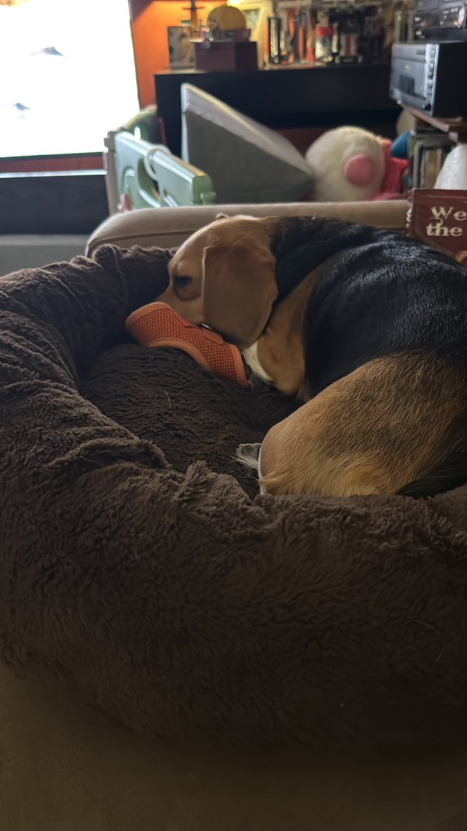 Piper 🌈 and Pumpkin 🐾 tweet media