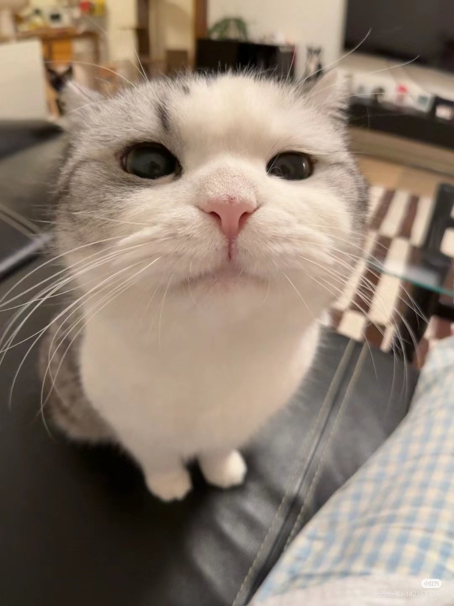 No Context Cats tweet media