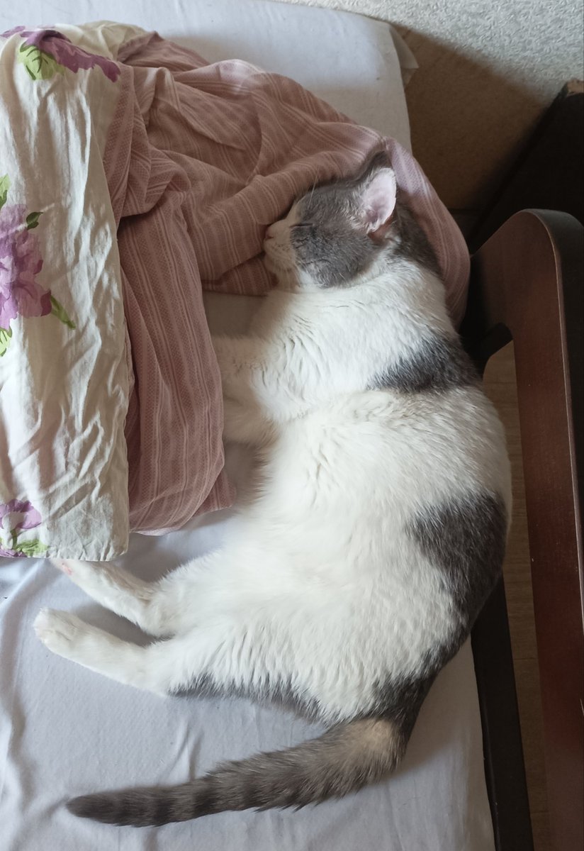 Ɣɑʌȴд~Ɓöчнiʒɣд tweet media