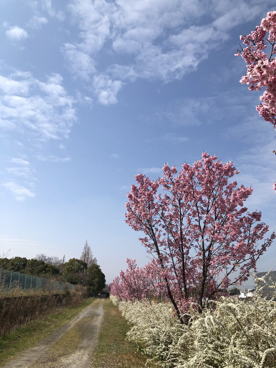 shiro111's tweet photo. 今の桜🌸 https://t.co/gX3BhdAYR2