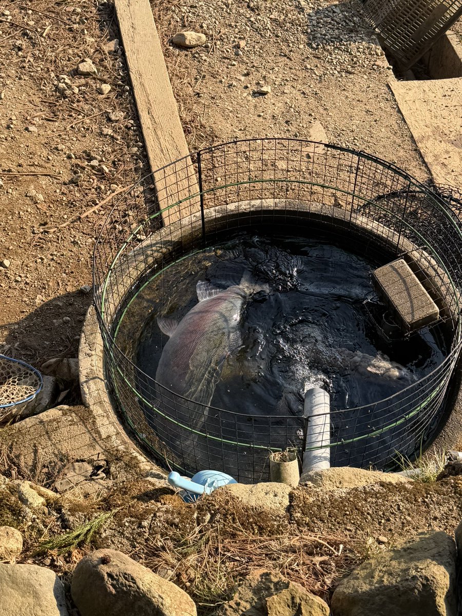 蛇尾川フィッシングパーク tweet media