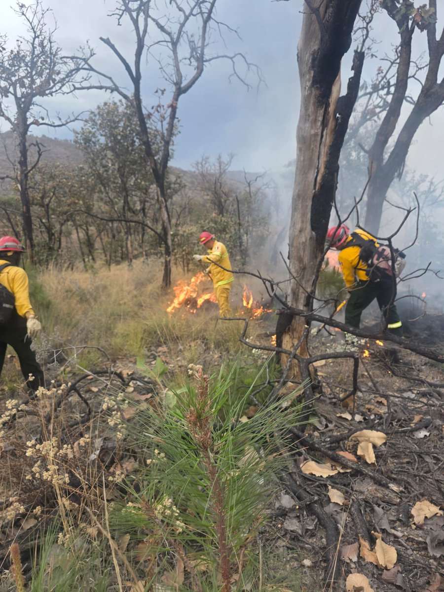 Protección Civil JAL tweet media