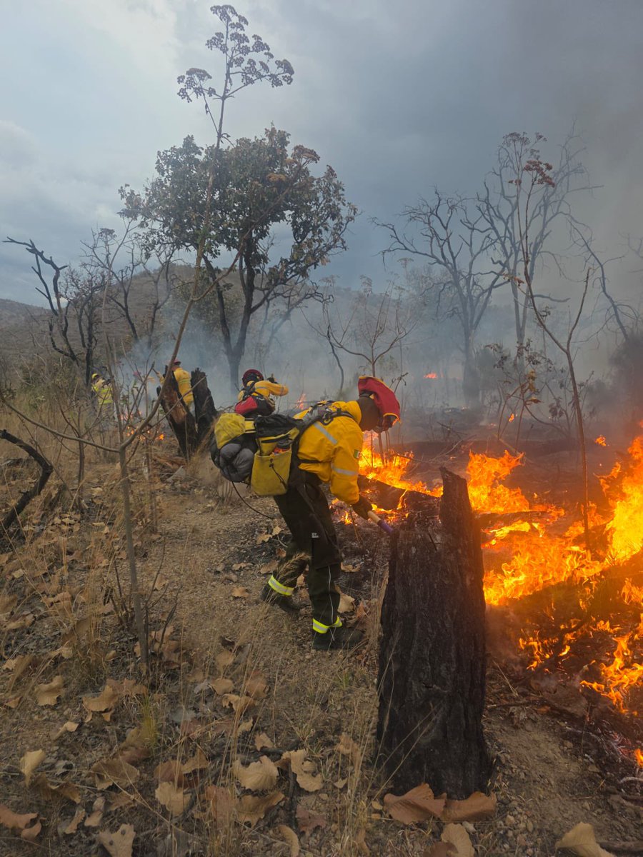 Protección Civil JAL tweet media