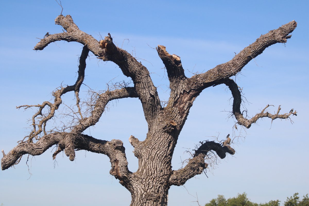 hannaH 🐦‍⬛✖️✖️ tweet media