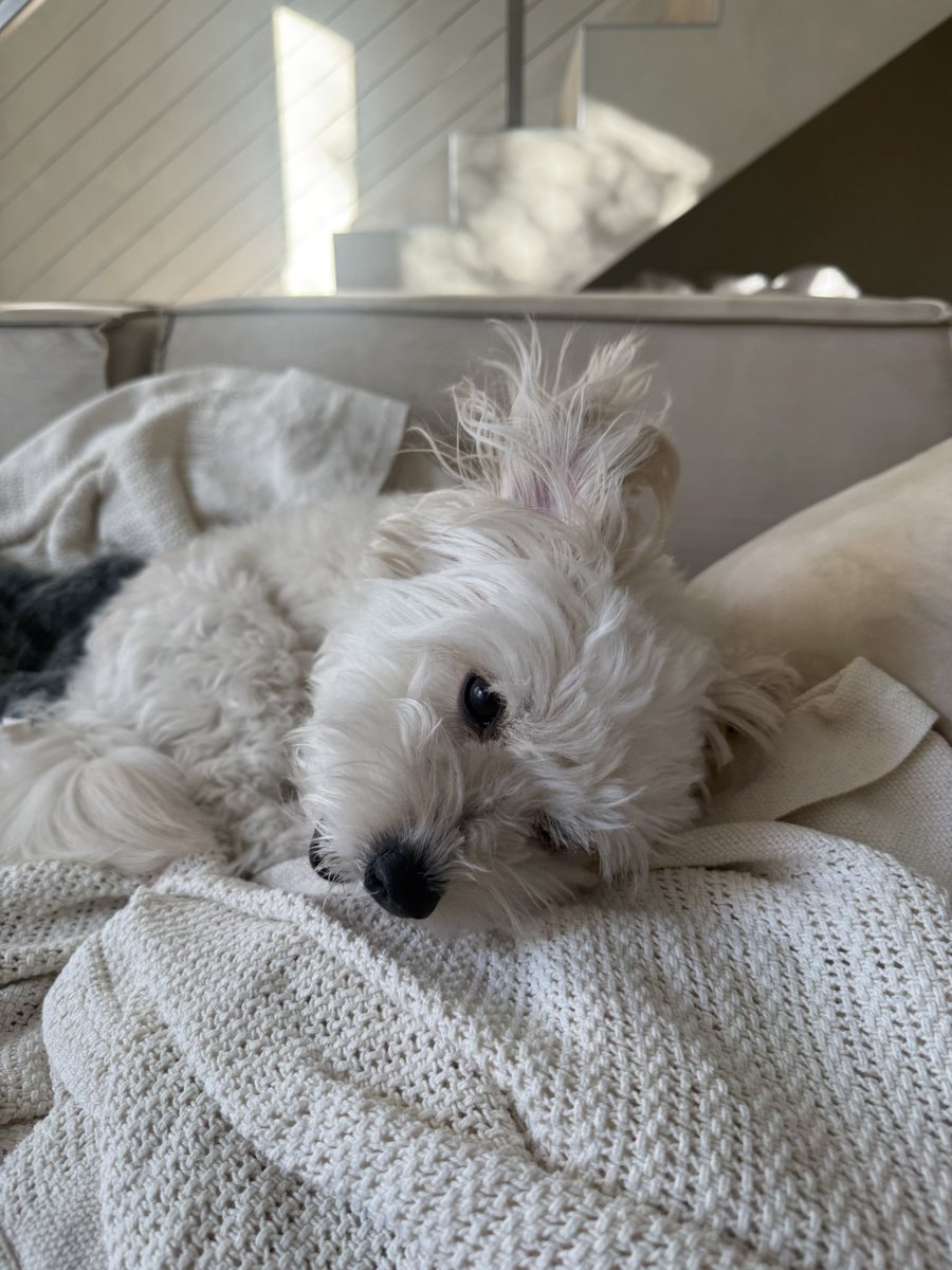 chael࿎ tweet media