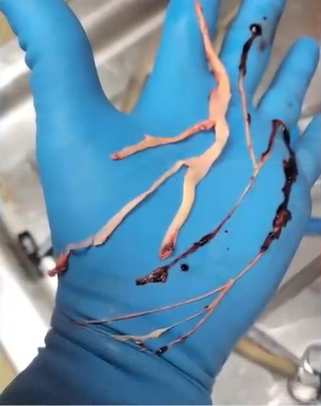 Seahorse tweet media