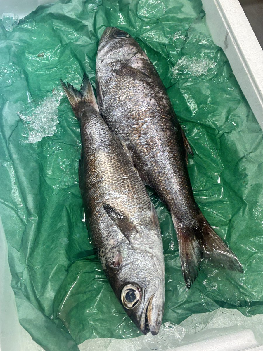 あきた市民市場メイト tweet media