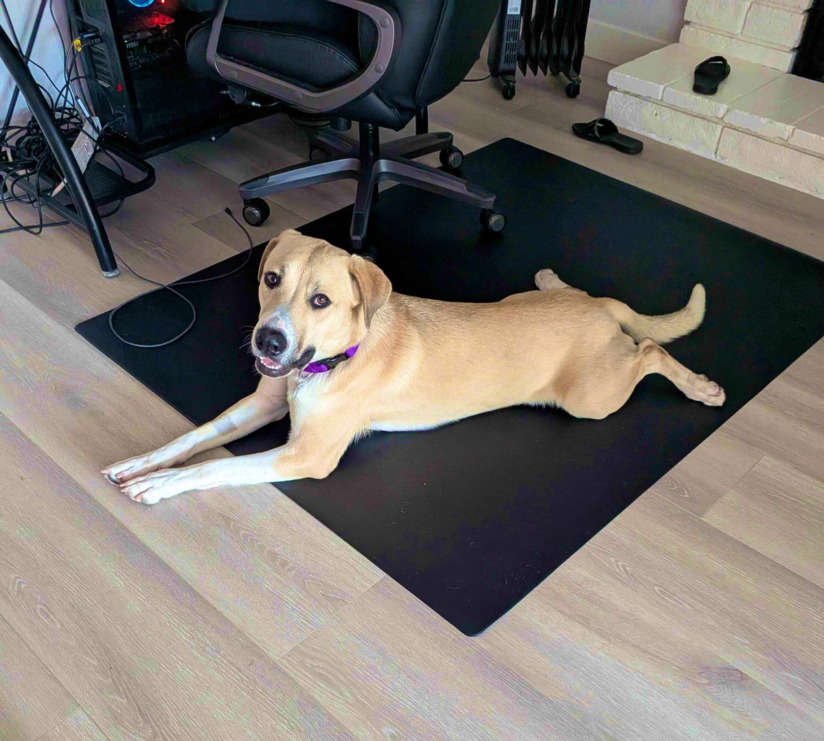 ShutupAngel 🔪 tweet media