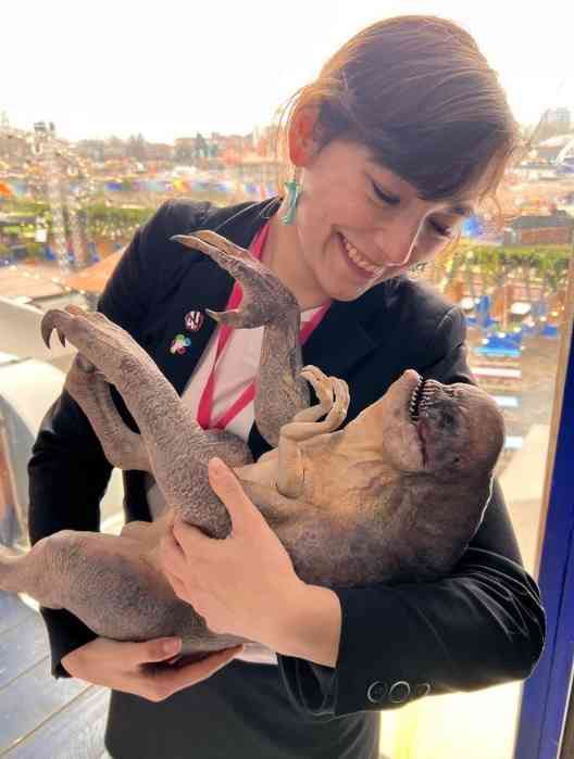 D-rex (aka DIHH-rex) tweet media