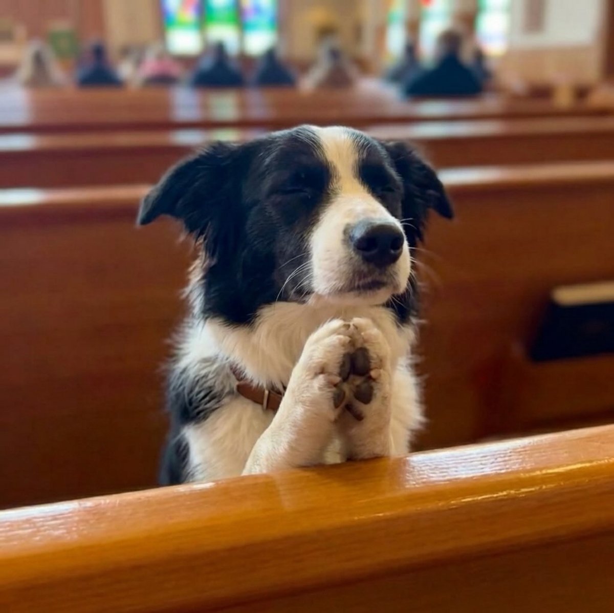 This sweet boy found peace in God’s house and reminds us that every heart (even the four-legged ones) is heard. 

What a beautiful, soul-stirring reminder that faith can be this simple and pure.
