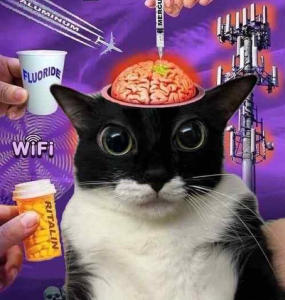 🍪🐜𝕄𝕚𝕨𝕚𝕟𝕘🐜🍪 tweet media