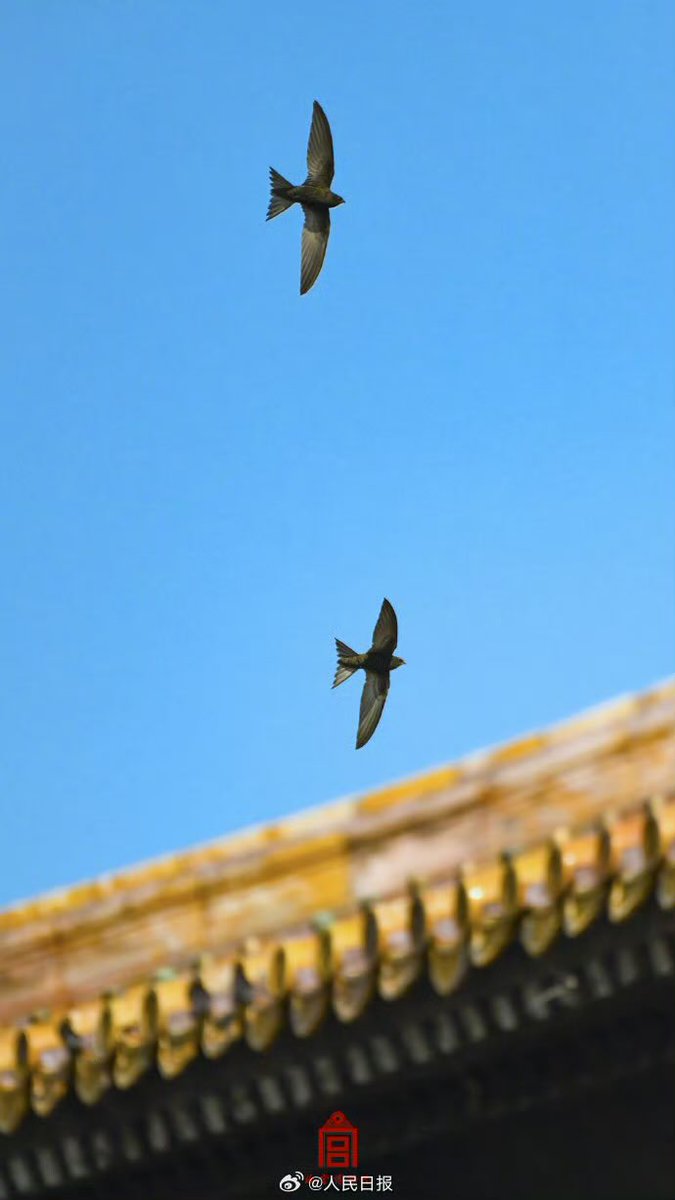 中華人民共和国駐日本国大使館 tweet media