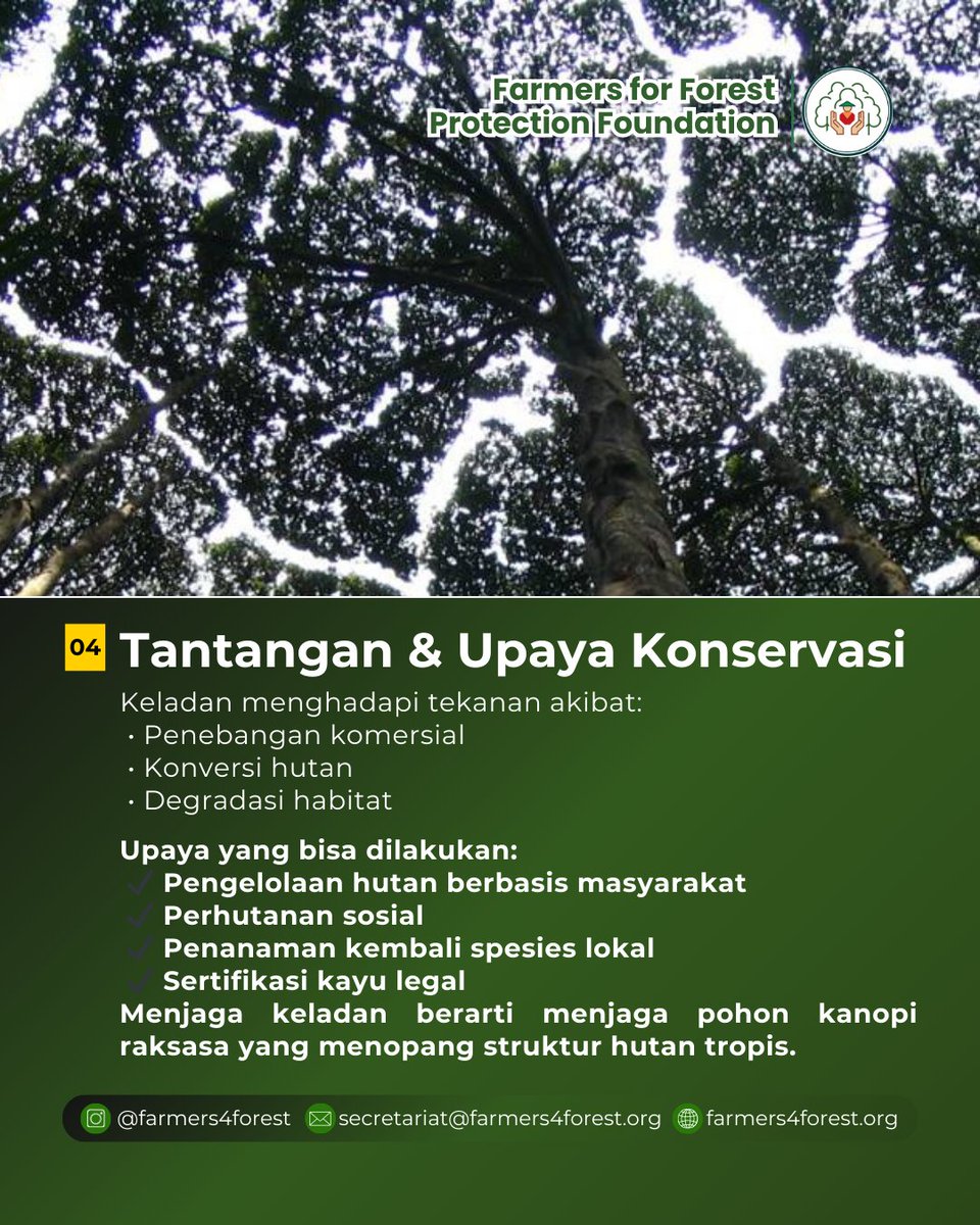 🌳 Desa Marita dan Kayu Keladan
Keladan (Dryobalanops sp.) merupakan salah satu pohon penyusun utama hutan hujan tropis Kalimantan dan Sumatra. Termasuk keluarga Dipterocarpaceae, pohon ini dikenal memiliki kayu yang kuat, tahan lama, dan bertekstur halus.🌿
#DesaMarita #Keladan