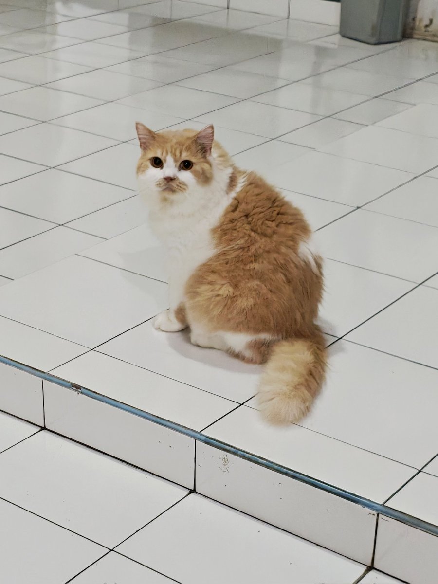 Mocca & M Family 🐱 tweet media