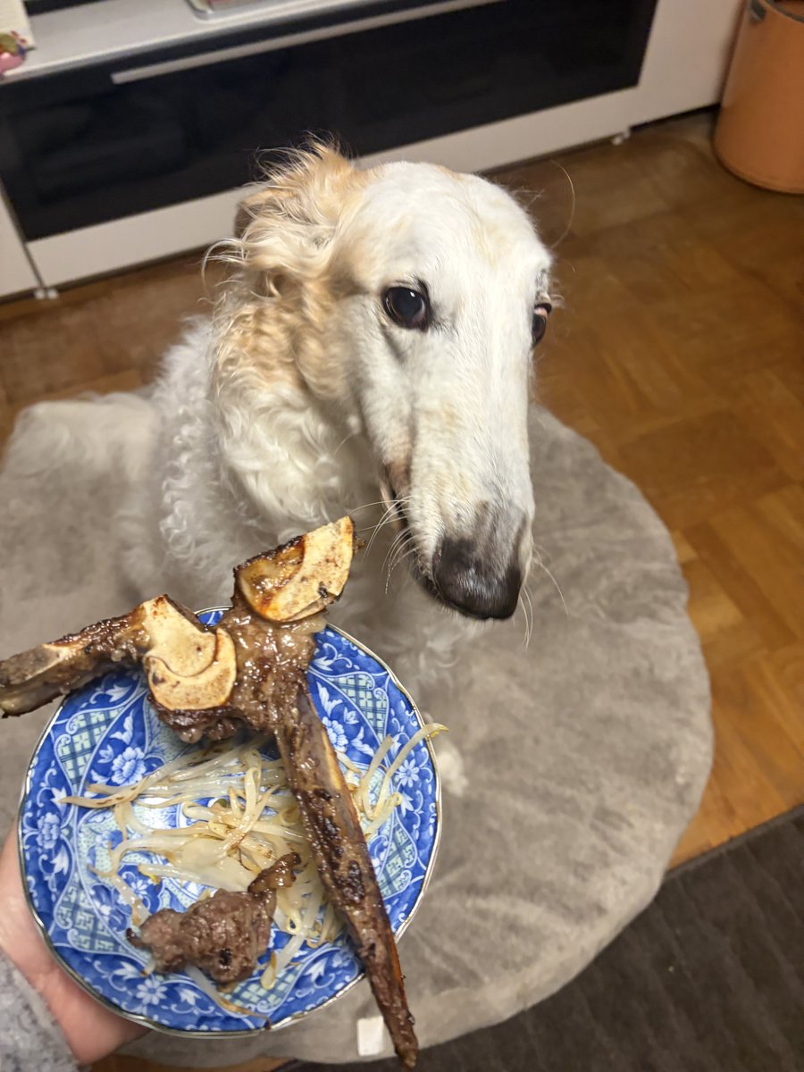 がんぼるぞい®︎ 💪🐶✨borzoi ボルゾイ tweet media