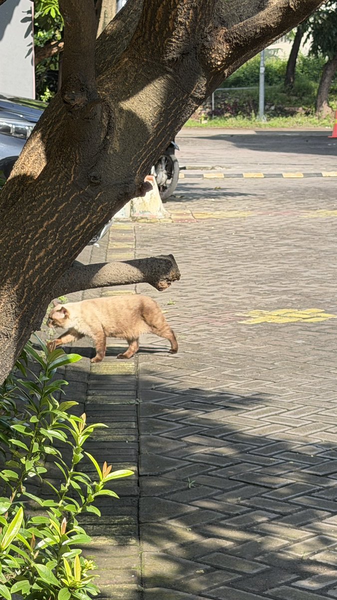 JUNOT ´･ᴗ･` tweet media