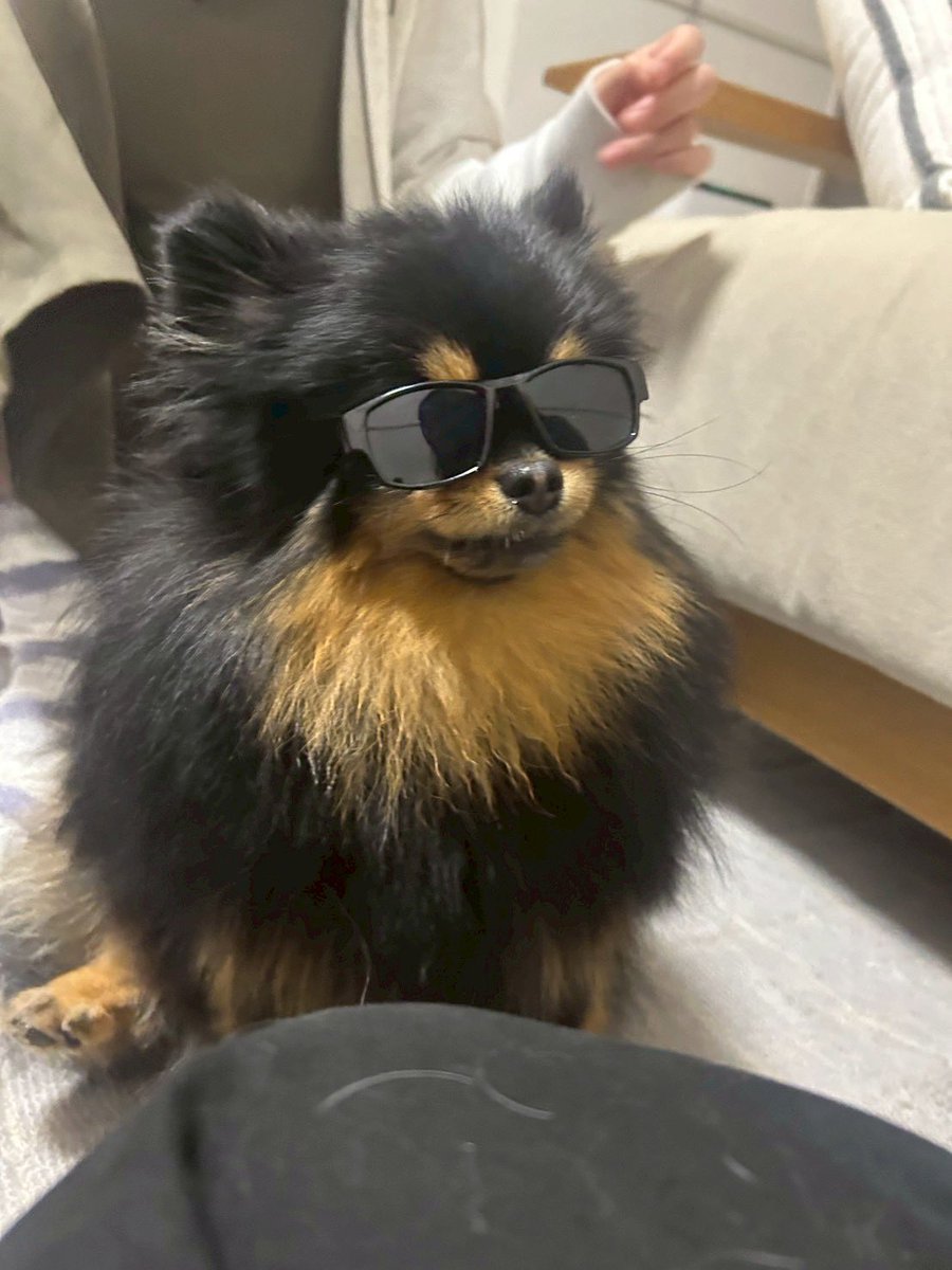 ぽんずくま🐶ちくわ tweet media