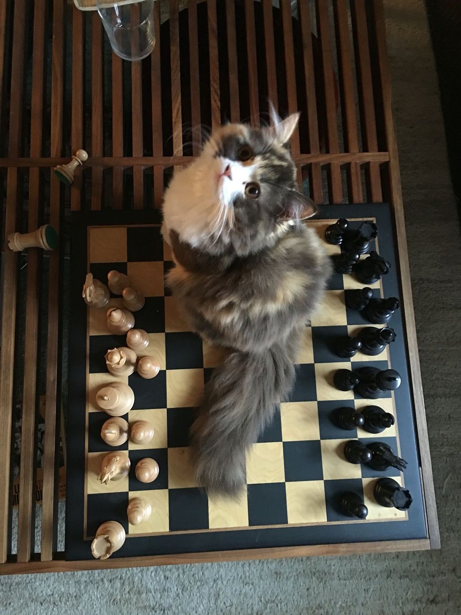 بحر 🌊 tweet media