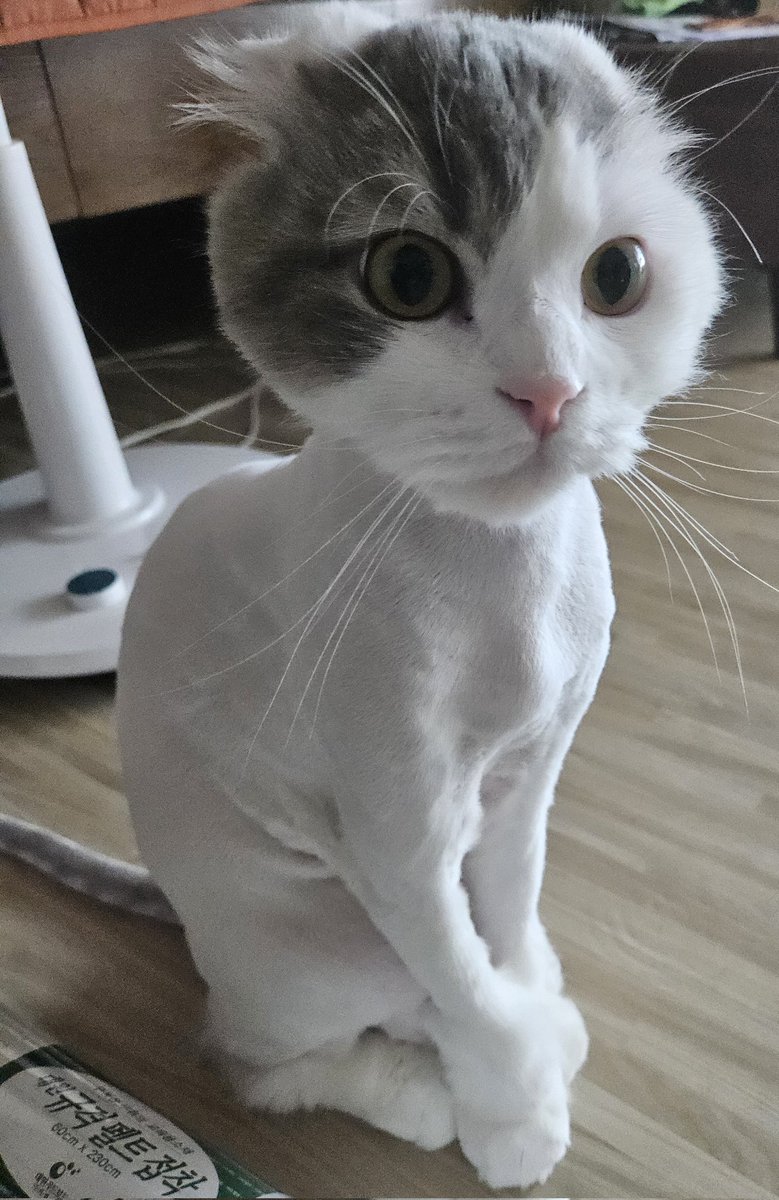 Cold Rose(차가운 장미) tweet media