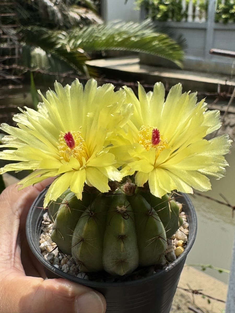 SttaeTun“พี่หนามทีมน้องลูกนีน” tweet media