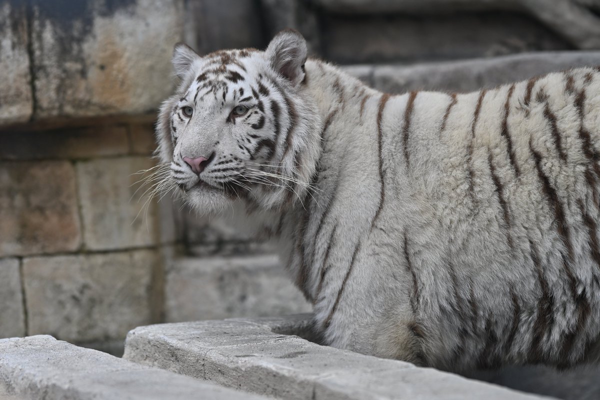 uber_tiger～トラネコとライオンネコ～ tweet media