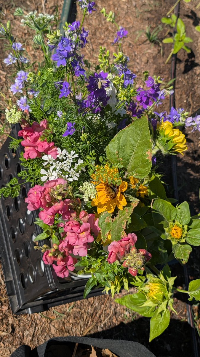 HandsofaGoddess's tweet photo. If you're wondering what I've been up to, I've been staying hydrated, minding my business and growing my flower farm 🥰 https://t.co/6kZCWtQiyg
