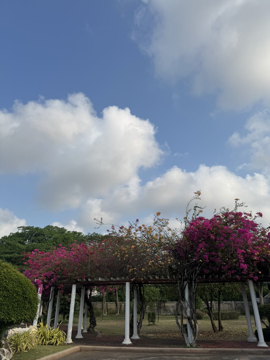 Aleczan ปอ 💜 (ช่วยรี pin ทีค้าบ) tweet media