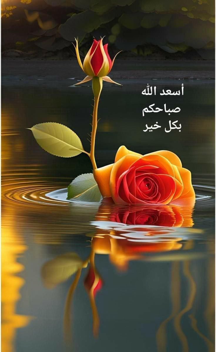 amalda100's tweet photo. وإن أحَبَّك اللّٰه..
أَحبتكَ السَّماءُ والأرض وسَاكِنيها، 
وسكنْتِ الجنَّةُ قلبَك قبل أنْ تدخُلهَا، 
وهُدِيت وكُفِيت ووقِيت، 
وأُبعدَ عنك الشَّقاءُ وفَارَقتك الأحزان..
 فاللهُم حُبَّك❤️❤️..

صباح الخير https://t.co/65bXi2Eikr