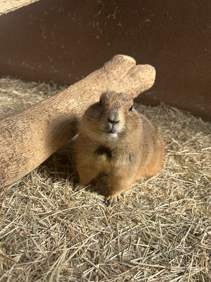 須坂市動物園【公式】 tweet media