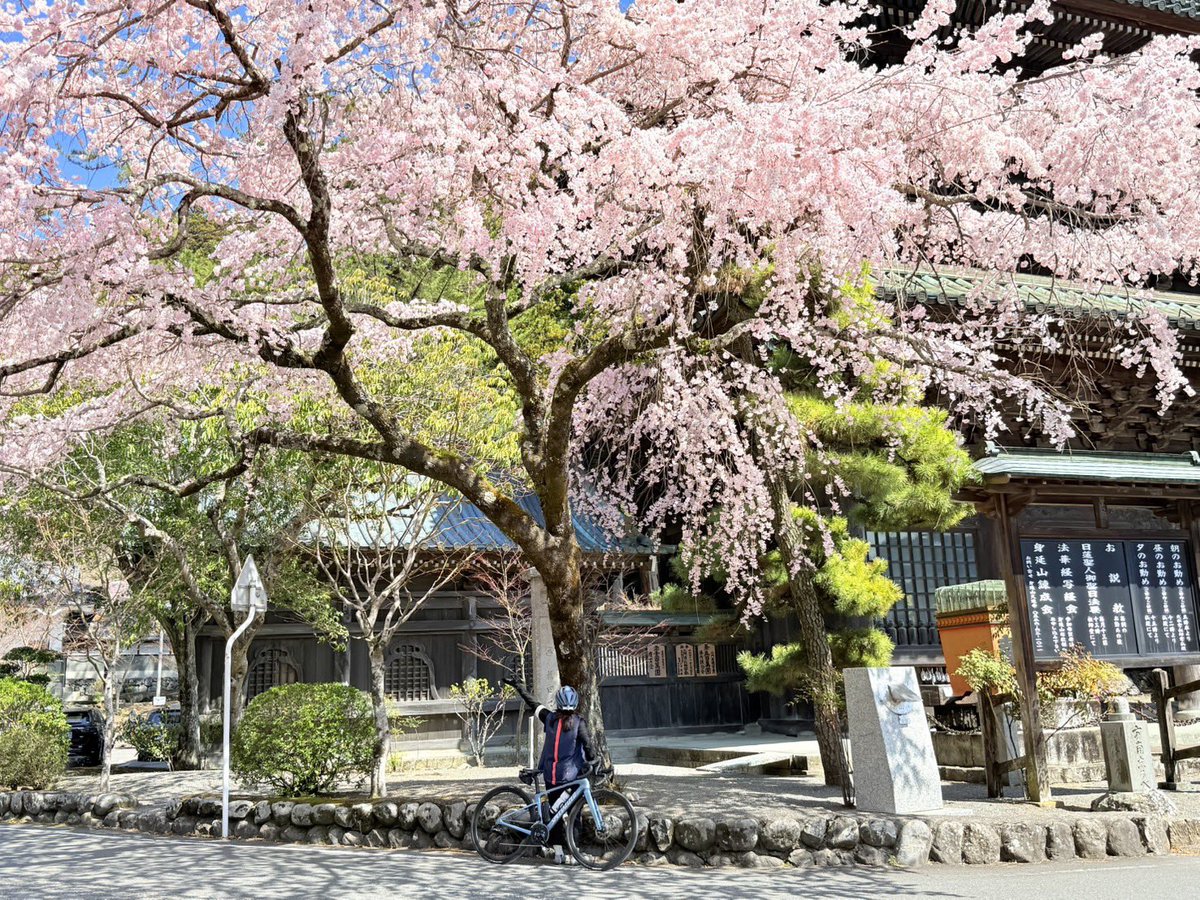 ペペネロ tweet media