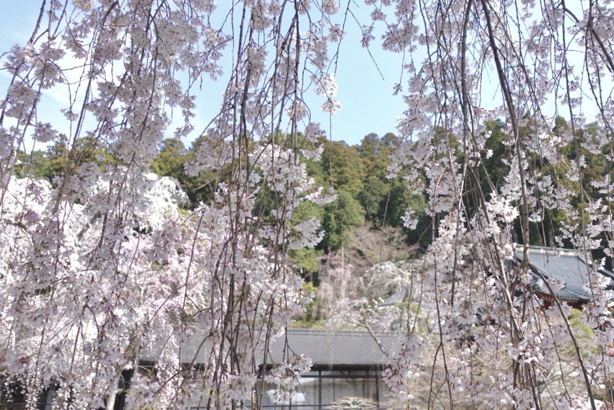 ペペネロ tweet media