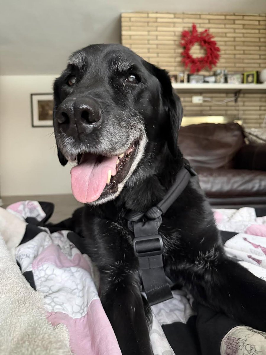 Sania Mirza 🇬🇧 tweet media