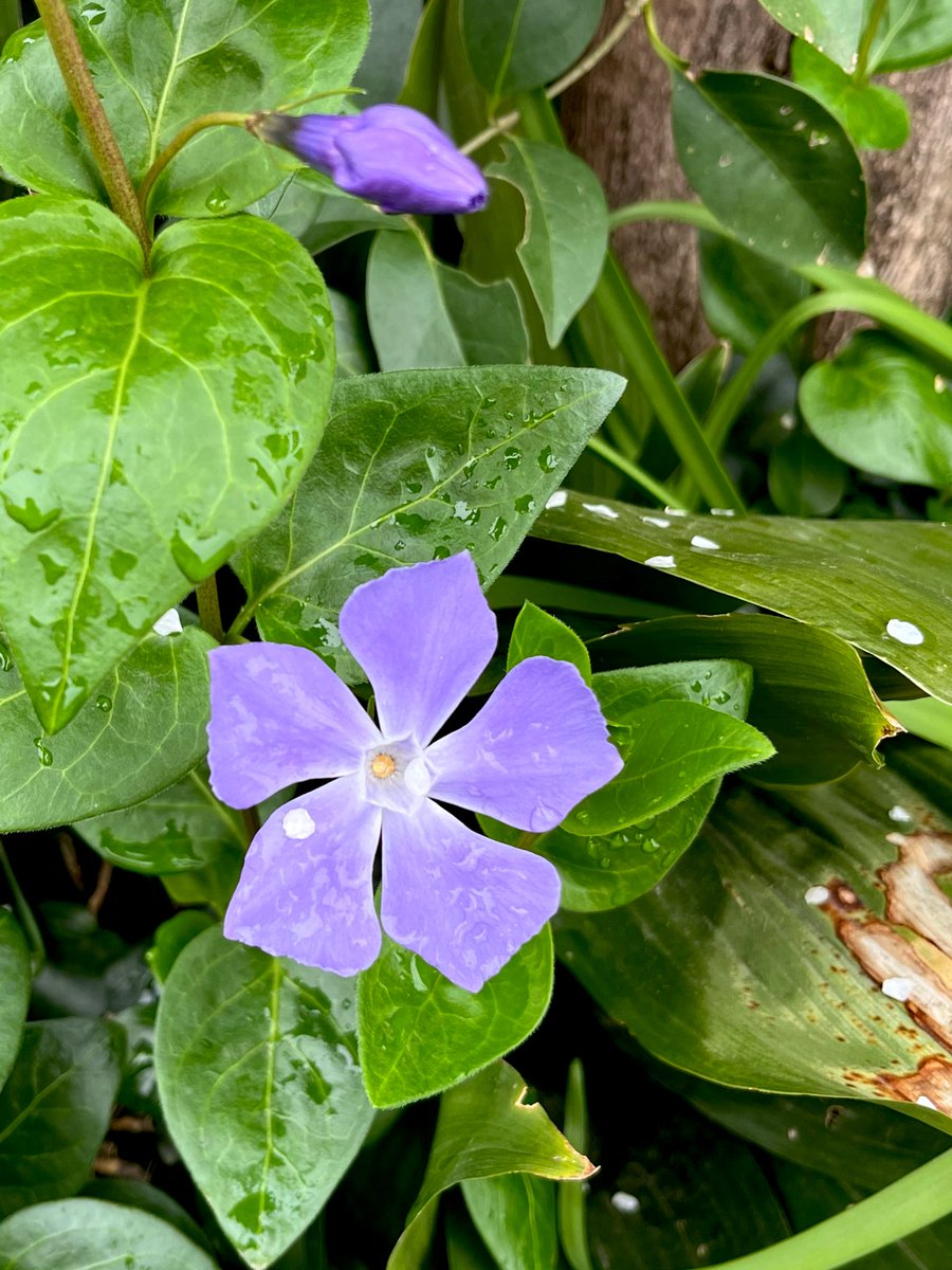 魔法使いの弟子 ﾏﾊﾘｸﾏﾊﾘﾀ− tweet media