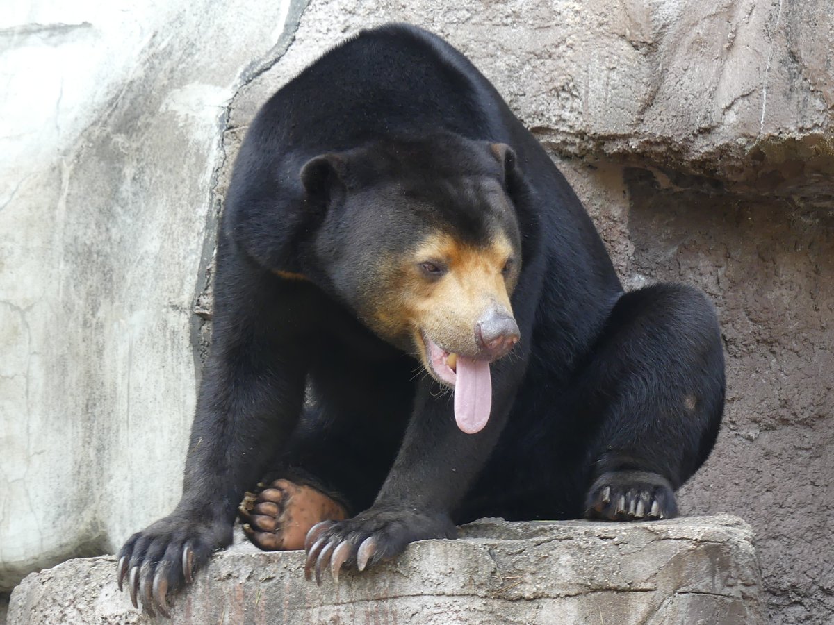 𝑚𝑎𝑟𝑢(ﾏﾙ) tweet media