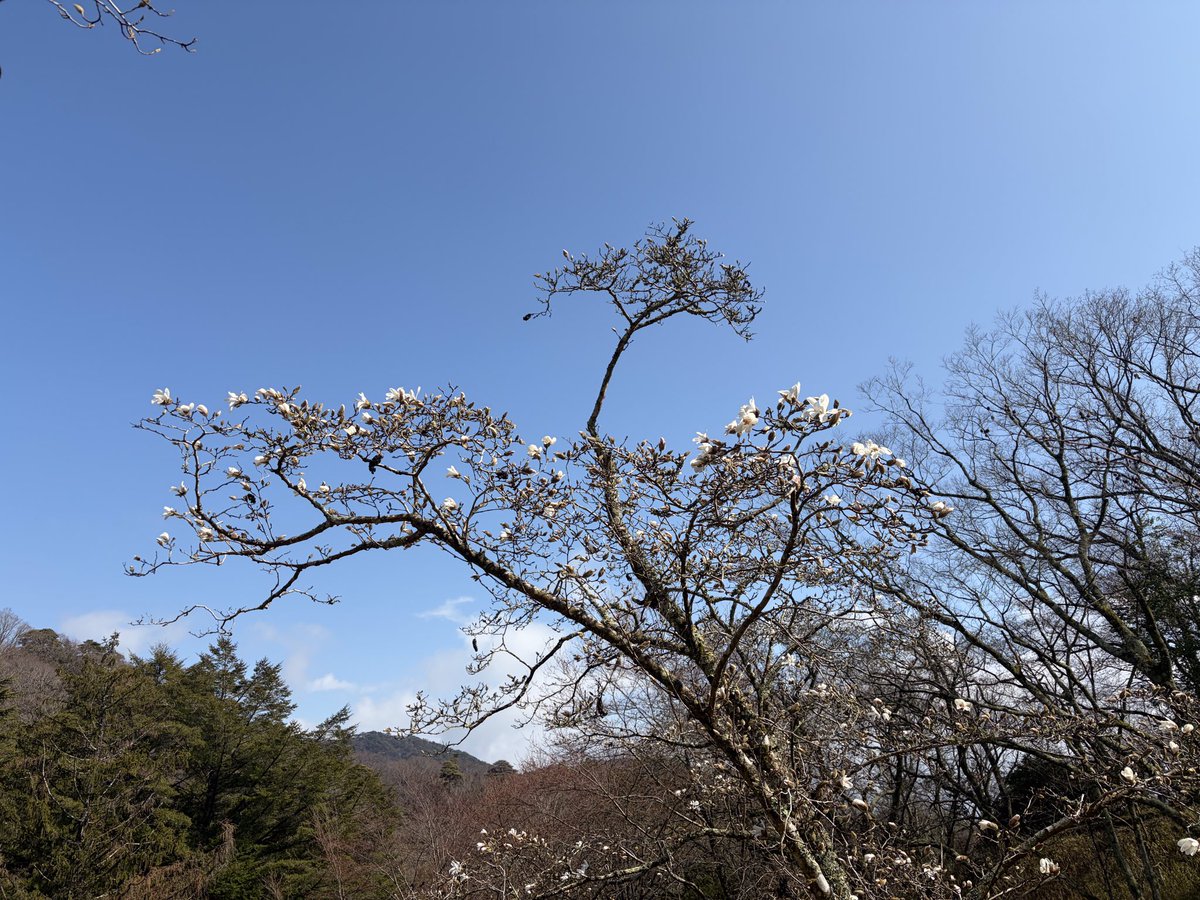 臨時休園中の神戸市立森林植物園です。コブシの花が咲きました。ただいま急ピッチで園内整備を進めています。4月にまたご来園お待ちしております。