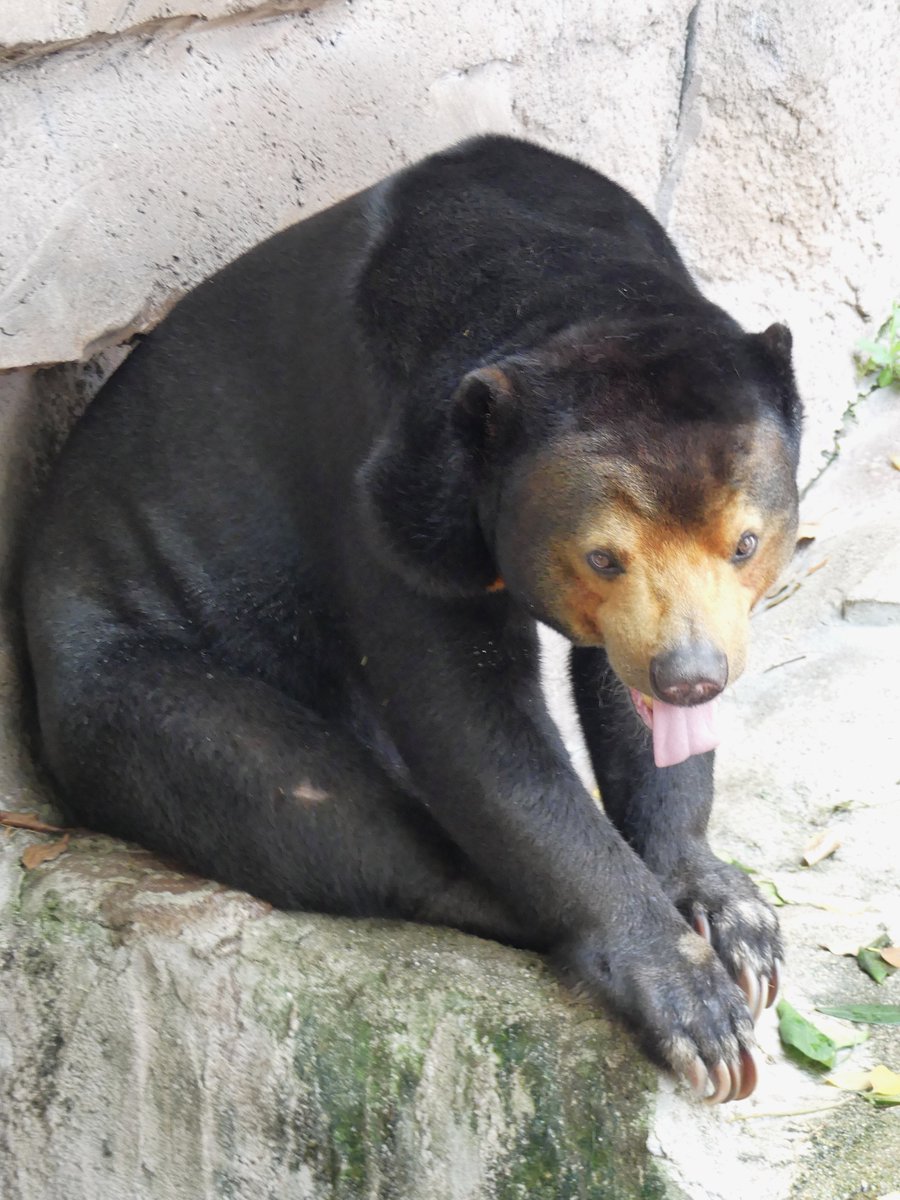 𝑚𝑎𝑟𝑢(ﾏﾙ) tweet media