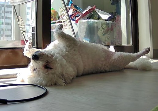 쫑이언니 tweet media