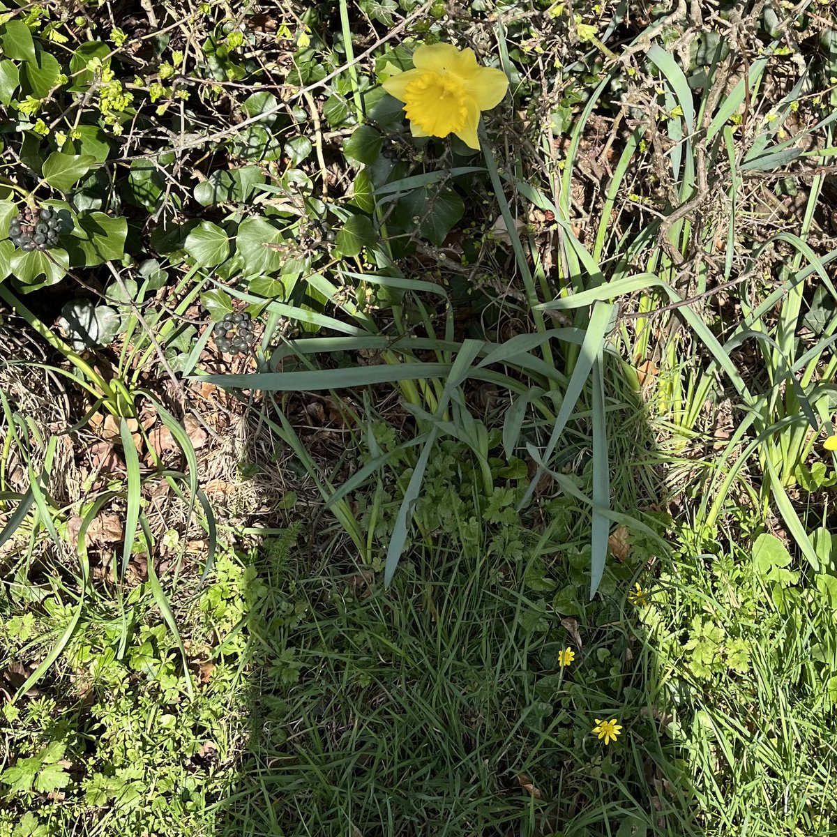 Sue Finch (she/her) tweet media