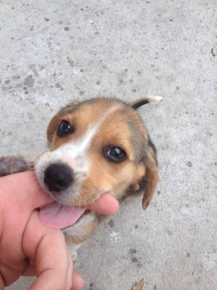 everything dogs 🐶 (@everythingdogss) on Twitter photo 