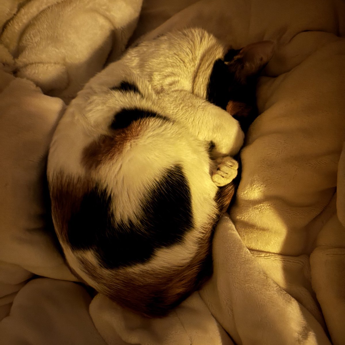 日々の記録 tweet media