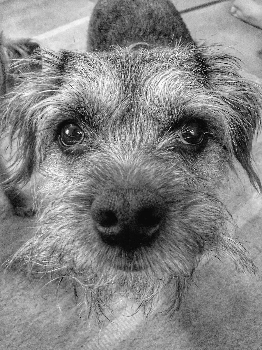 Lord Scrappy Nelson tweet media