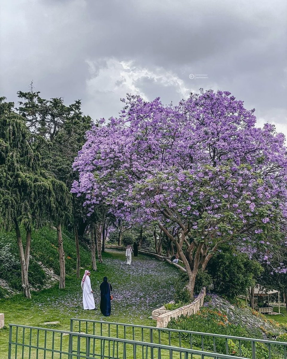 علي آل فارع - أماكن عسير 📍 tweet media